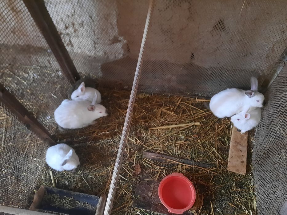 Quyon bolalari sotiladi 40mindan