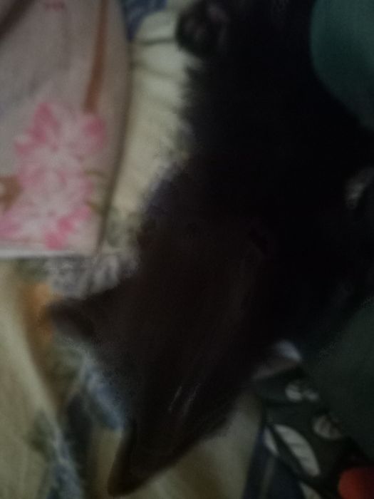 Шустрые котята, мальчики