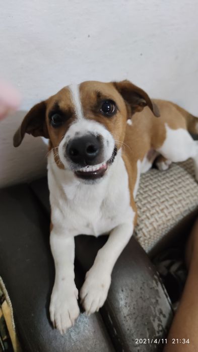 Вязка, Джек Рассел.