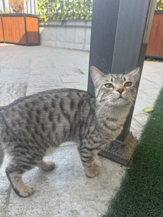 Продается породистый кот