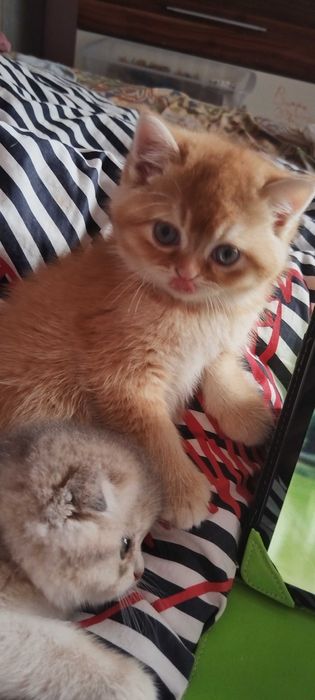 Разкошни златни клепоухи шотландчета