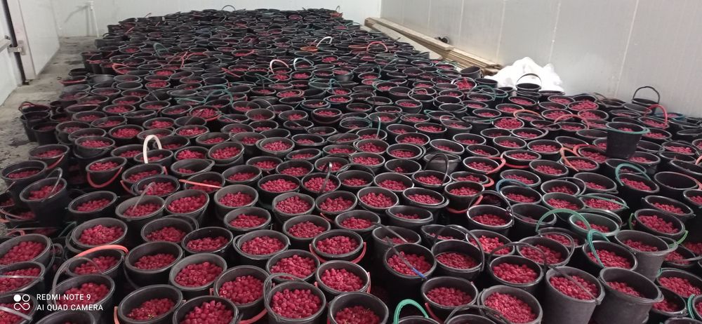 Замороженные Малина есть Музлатилган Малина Смародиналардар бор