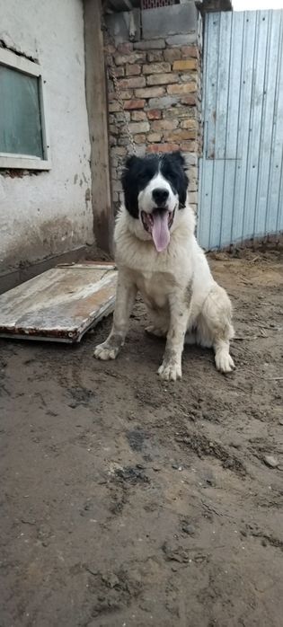 Сатам жағдай жақсы