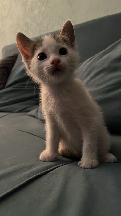 Котенок мальчик