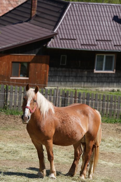 Vând iapa de 7 ani cu manza
