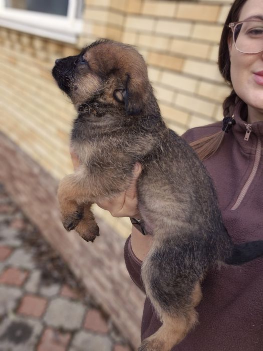 Щенки подрощенные Стерилизованы.