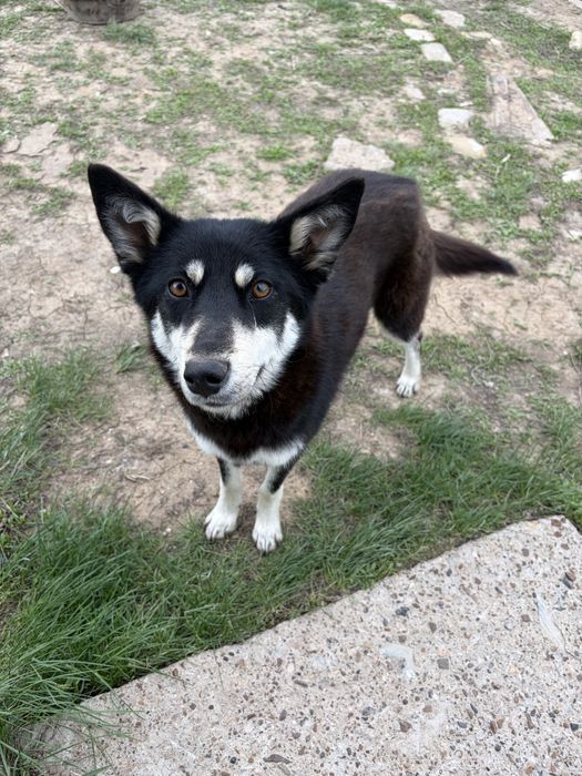 Отдам щенков в добрые руки бесплатно (девочки)
