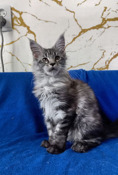 Милейшие котята Мейн Кун