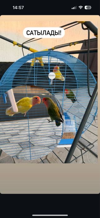 Продаетса попугай один самка и самец