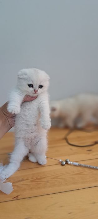 Serebristi shinshila mushuk zoti tozza ota onasi asl qonlardan