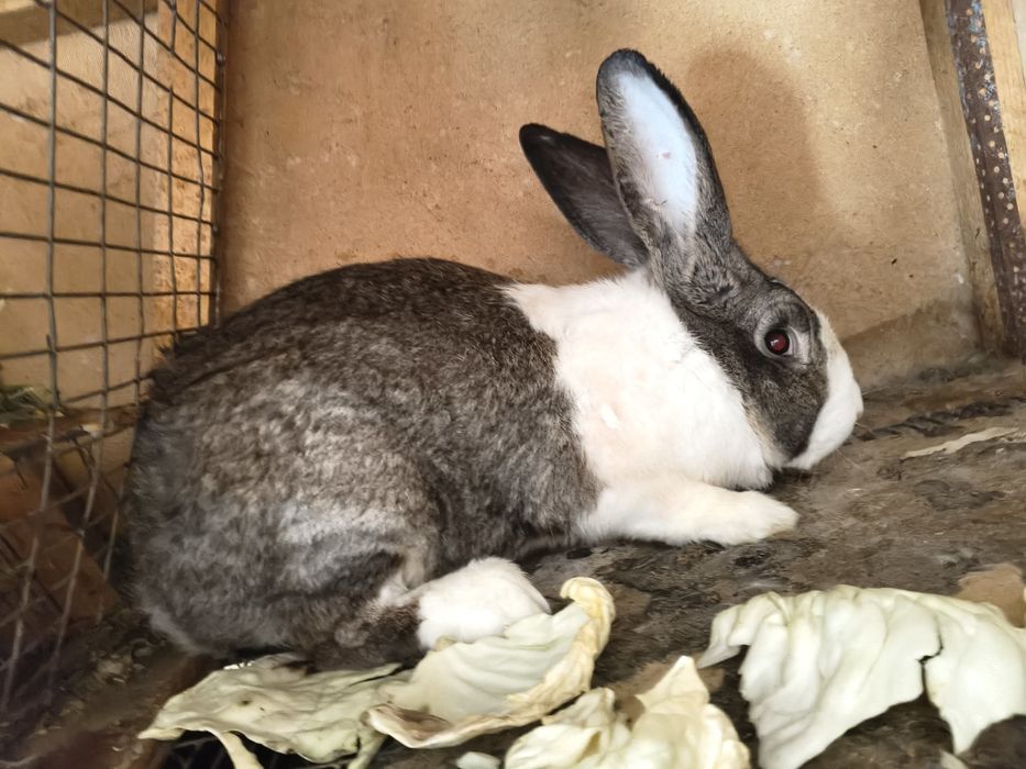 Продам самца на племя