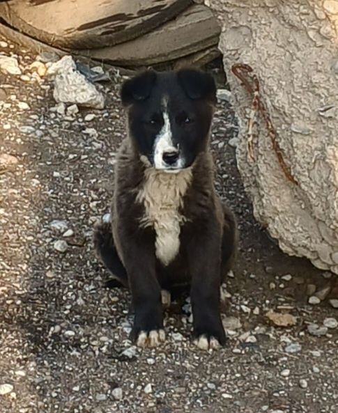 Отдам щенков бесплатно