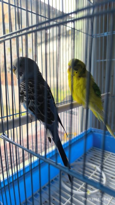 Продаются попугаи