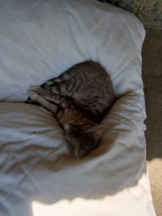Котенок ищет дом