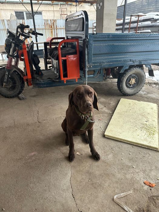 Лабрадор ретривер