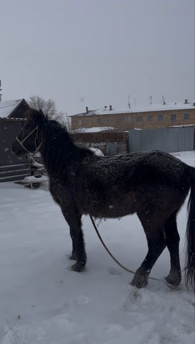 Айғыр семіз,айғырлығы мықты