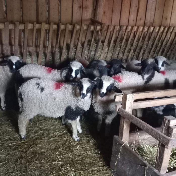8 miele și un berbecuț