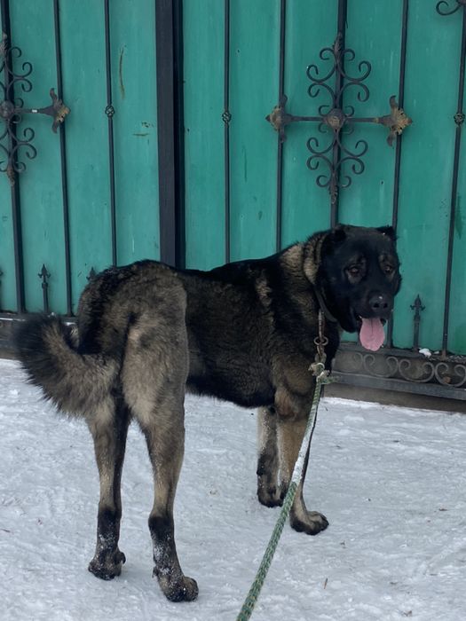 Сын Бойки открыт для вязок