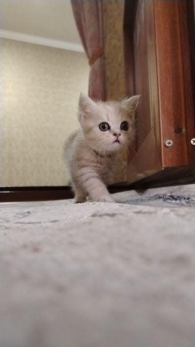Британские Шиншилла