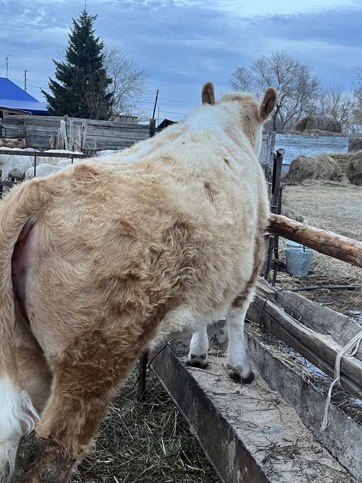 Тайынша сатылады