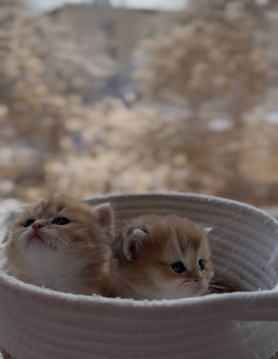 Скоттиш страйт мальчик золотая шиншилла