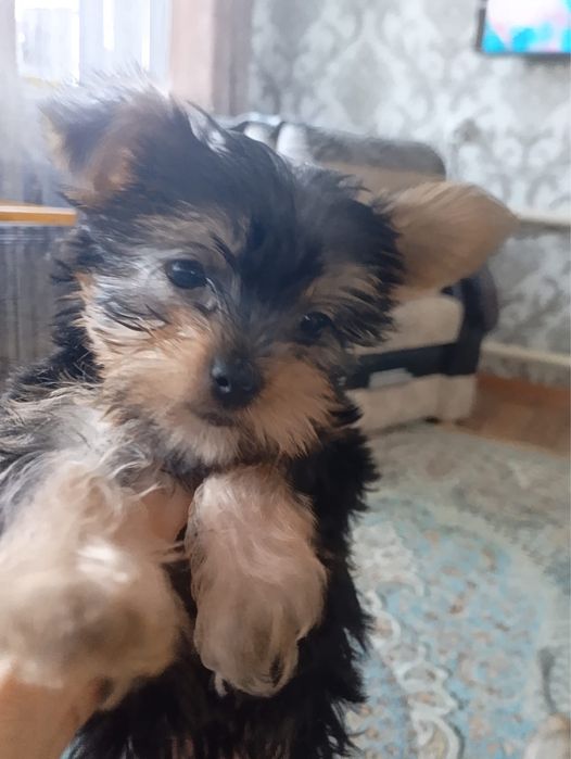 Продам  щенков  йорков