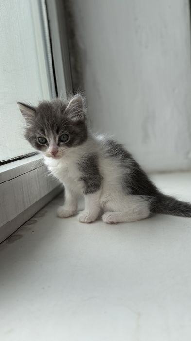 Отдам котят в хорошие руки