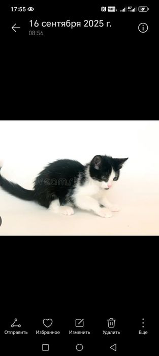 Отдам котят в добрые рукм