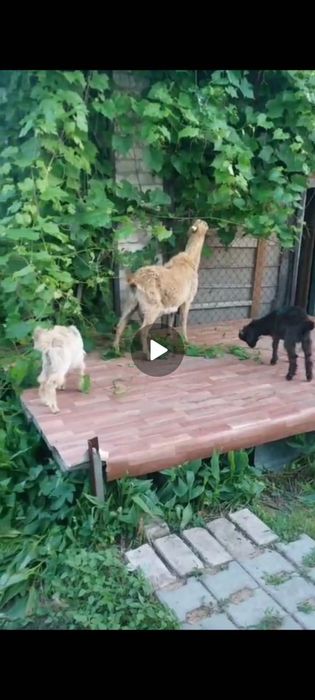 Сауылмалы ешки еки лагымен