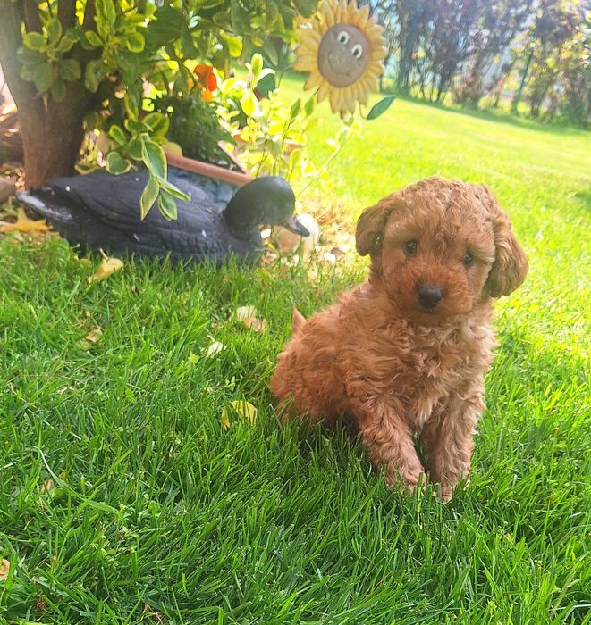 Той Пудел мини Пудел