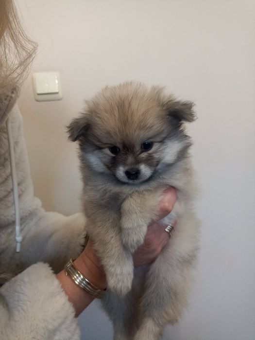 Померан мини шпиц