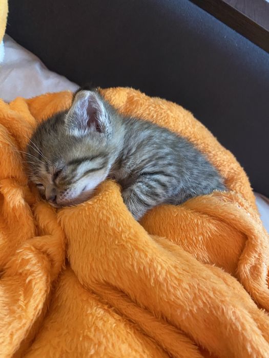 котенок мальчик маленький