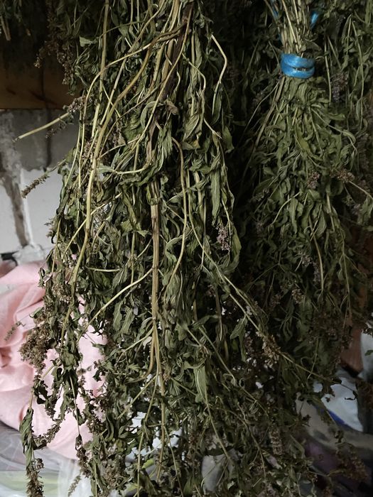 Miez de nucă, hrean, cimbru,mentă