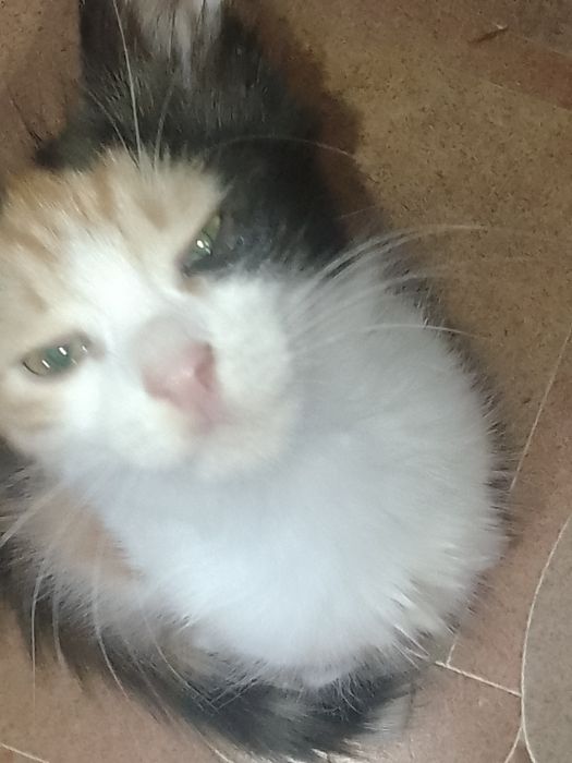 Котята  в хорошие руки