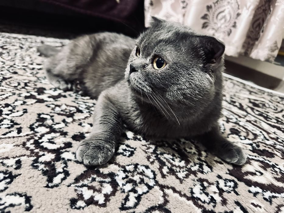 Скоч фолд огил бола