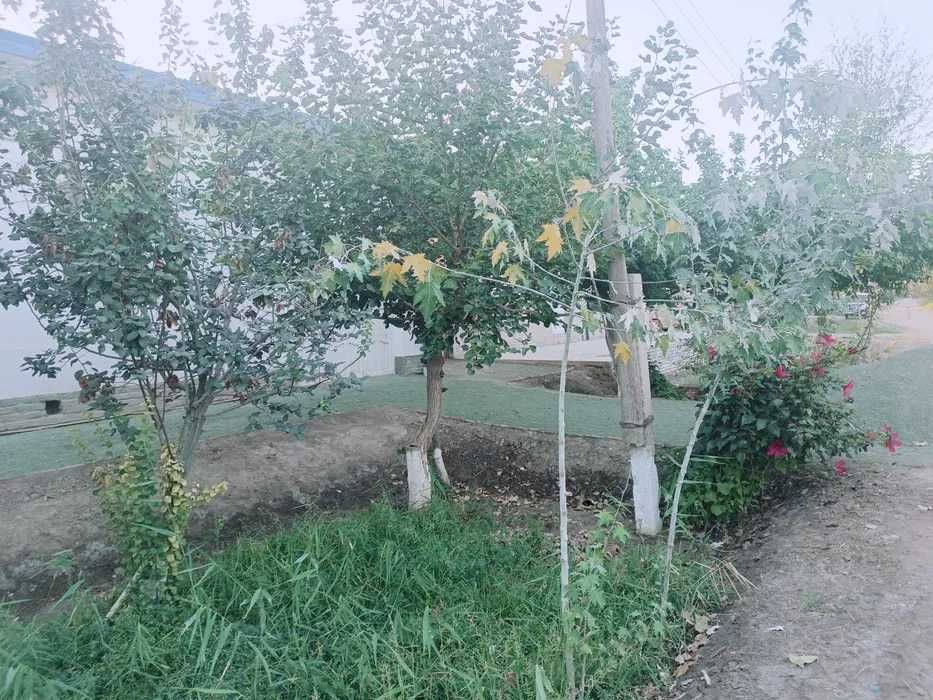 Barcha qulayliklarga ega hovli joy sotiladi (450mln pulini galishamiz)