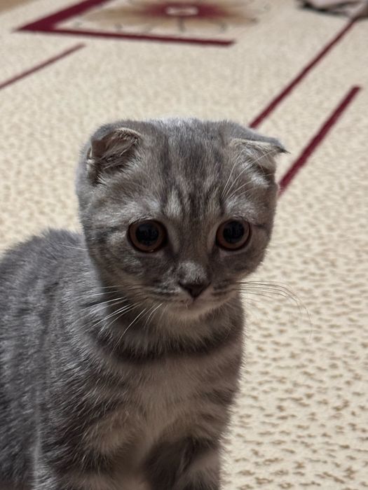 Скотиш страйт веслаухо 3 месеця