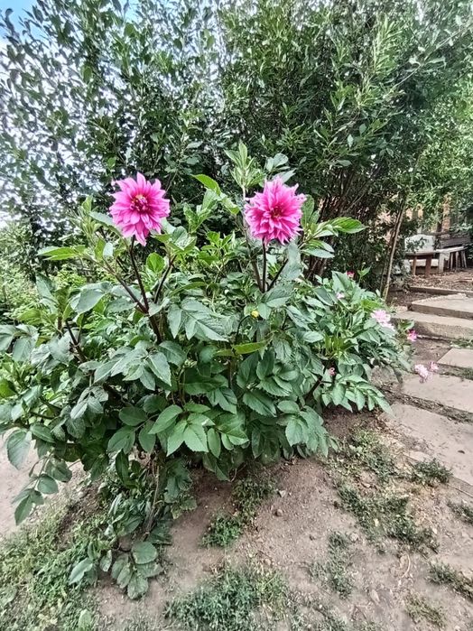 Дача  "Рассвет" ( " Тимерязево" ) 2 линия