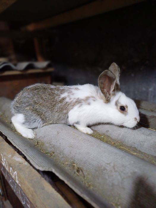 Кролики  молодняк 5000тг.