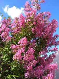Liliac Indian (Diferite Culori )