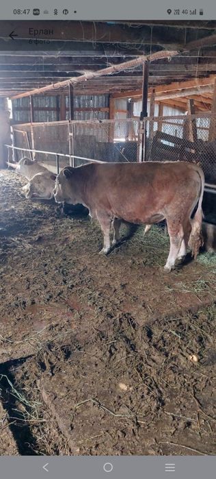 Продам упитанных бычков