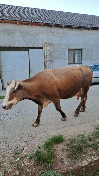 Vand vaca cu vitea
