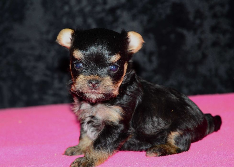 Йоркширский терьер мини,роскошные щенки йорка!