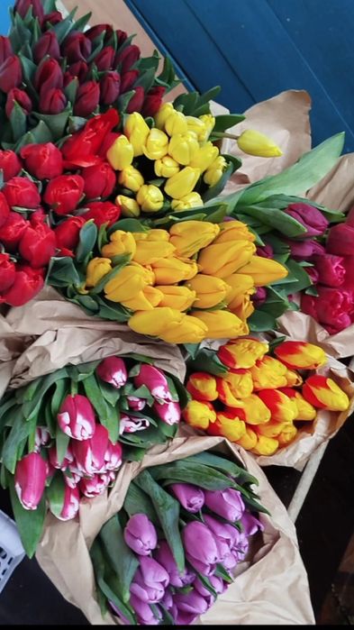 Тюльпаны Премиум класса