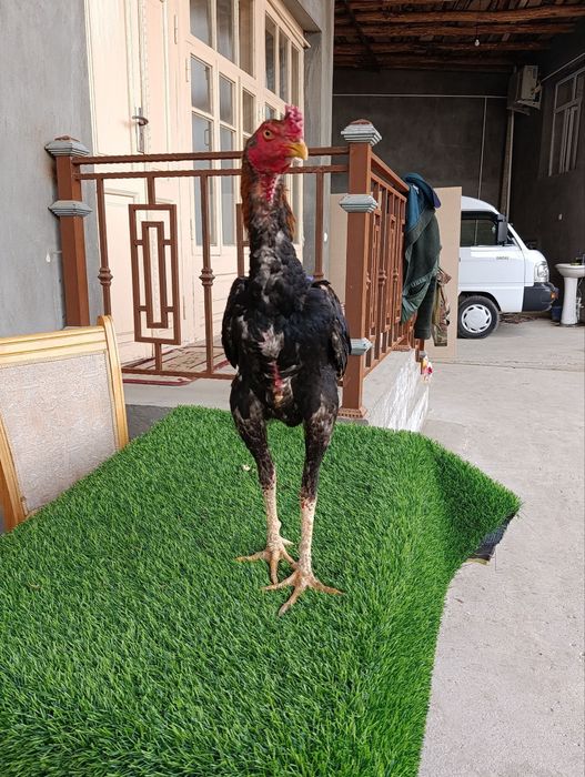 Dakan xoroz sotiladi