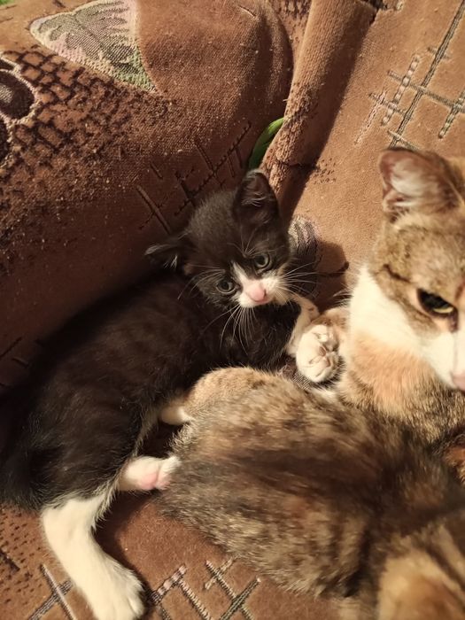 Отдам котят в хорошие руки