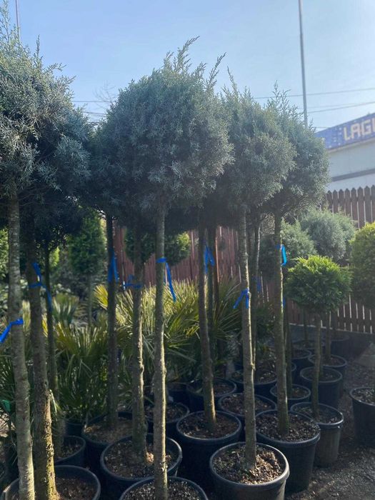 Plante Decorative Premium – Aspect Dens și Servicii Profesionale