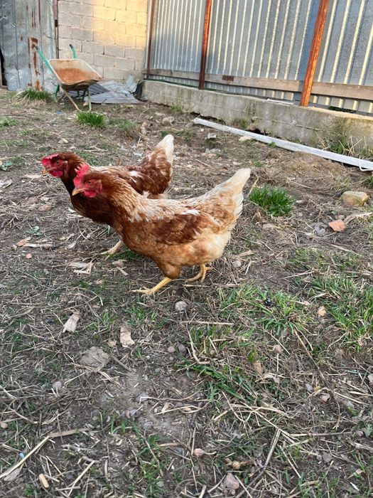 Ломан браун 11 месяцев