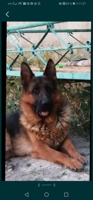 Вязка.  Молодой кобель. Не продажа!!!