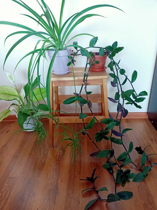 Цезалпиния, лимони, дафинов лист, стайни растения, за Варна